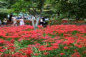 영광불갑산상사화축제 2