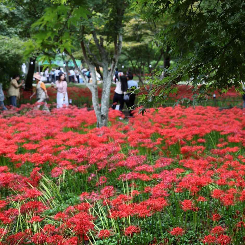 灵光佛甲山石蒜花节