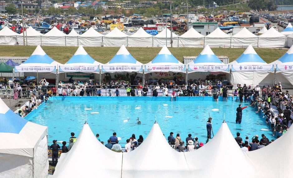서천 자연산 광어 도미 축제 8