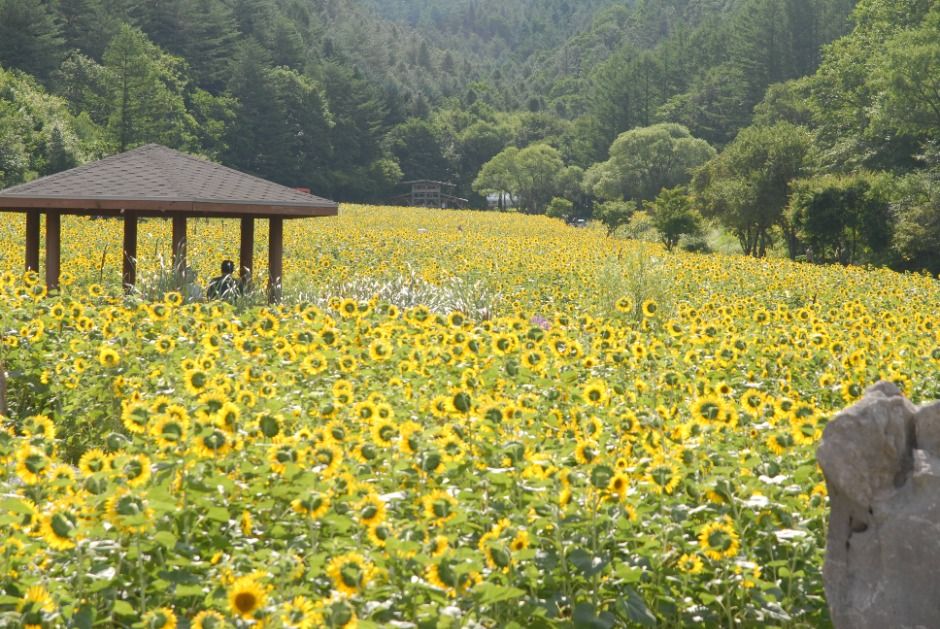 Taebaek Sunflower Festival
