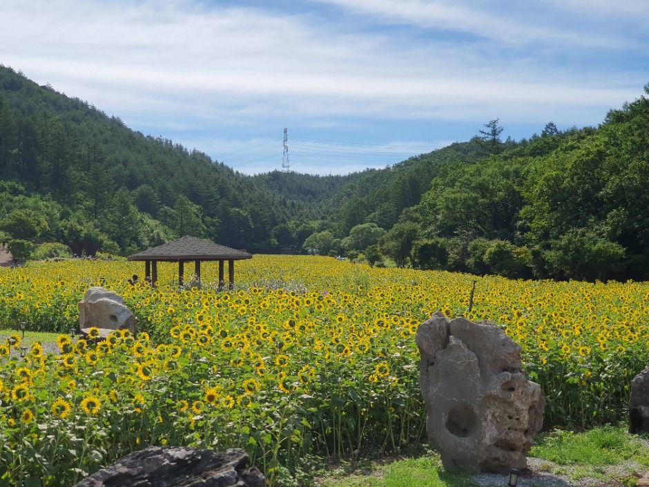Taebaek Sunflower Festival 2