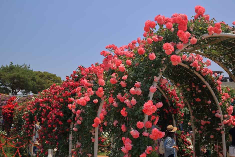 谷城世界玫瑰节