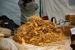 鎮安紅参祭り 2