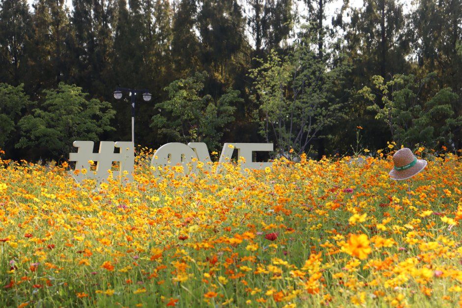 Goyang Autumn Flower Festival