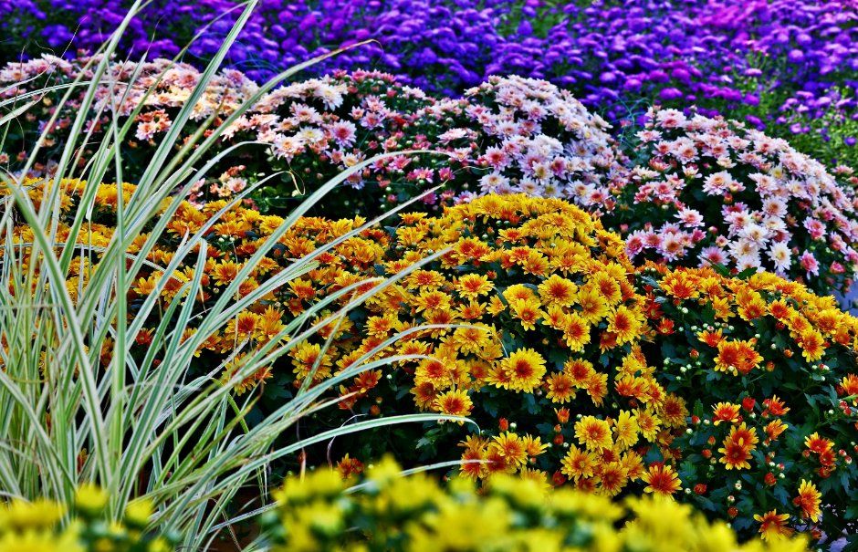 Goyang Autumn Flower Festival 2