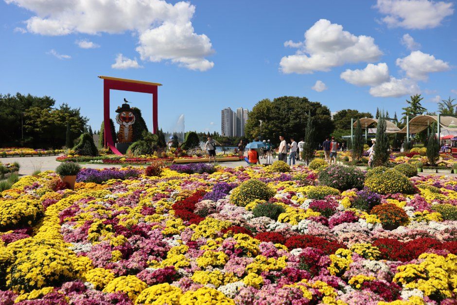 Goyang Autumn Flower Festival 4