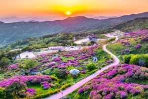 산청황매산철쭉제 1