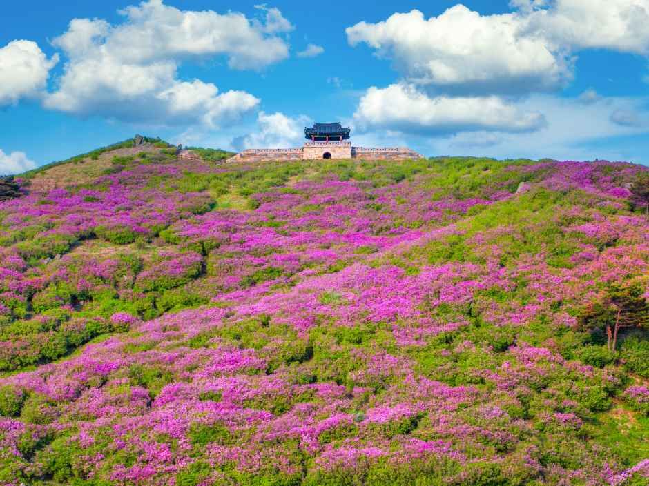 산청황매산철쭉제 7