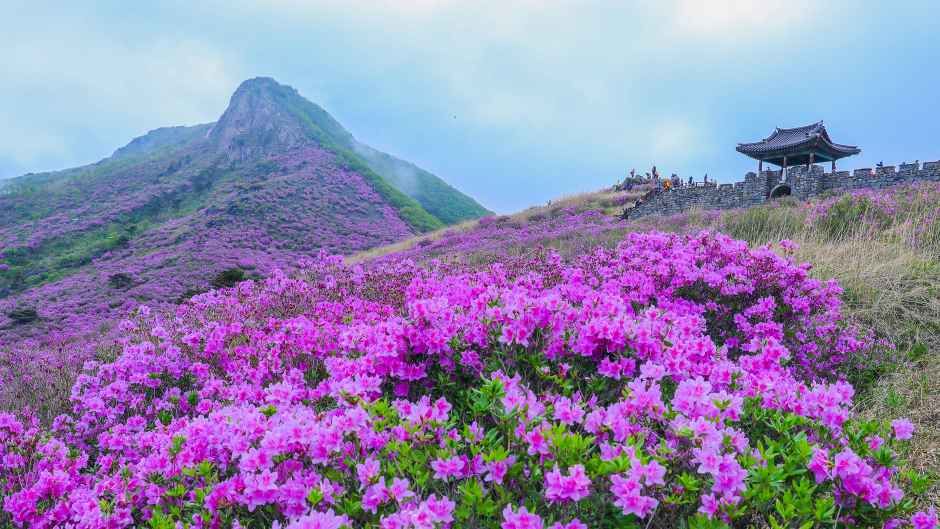 산청황매산철쭉제 2