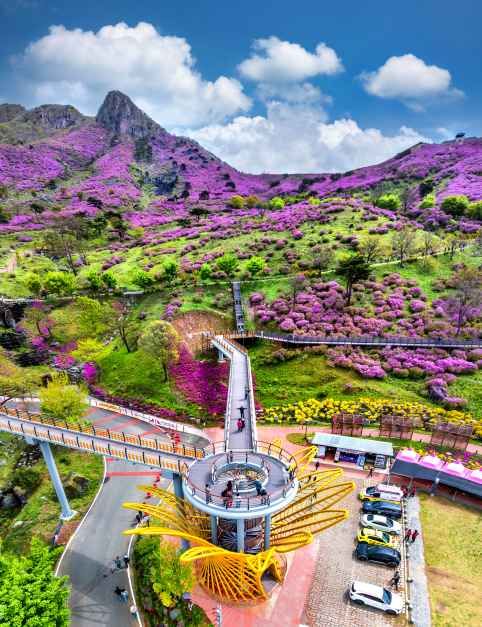 산청황매산철쭉제 6