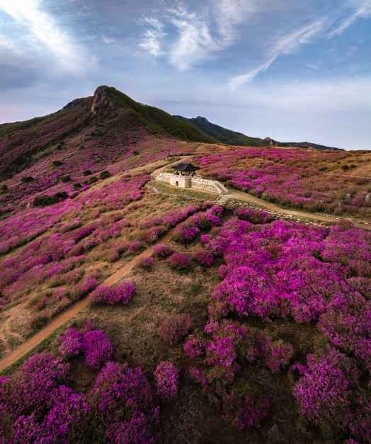 산청황매산철쭉제 4