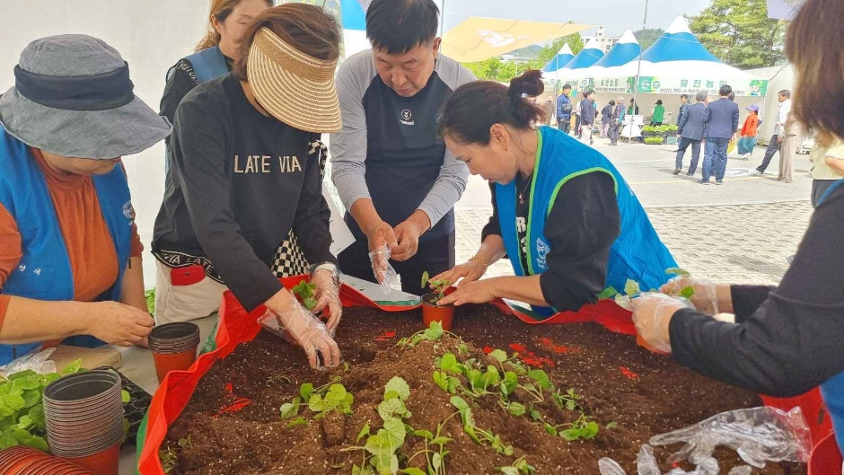 Hongcheon Wild Greens Festival 6