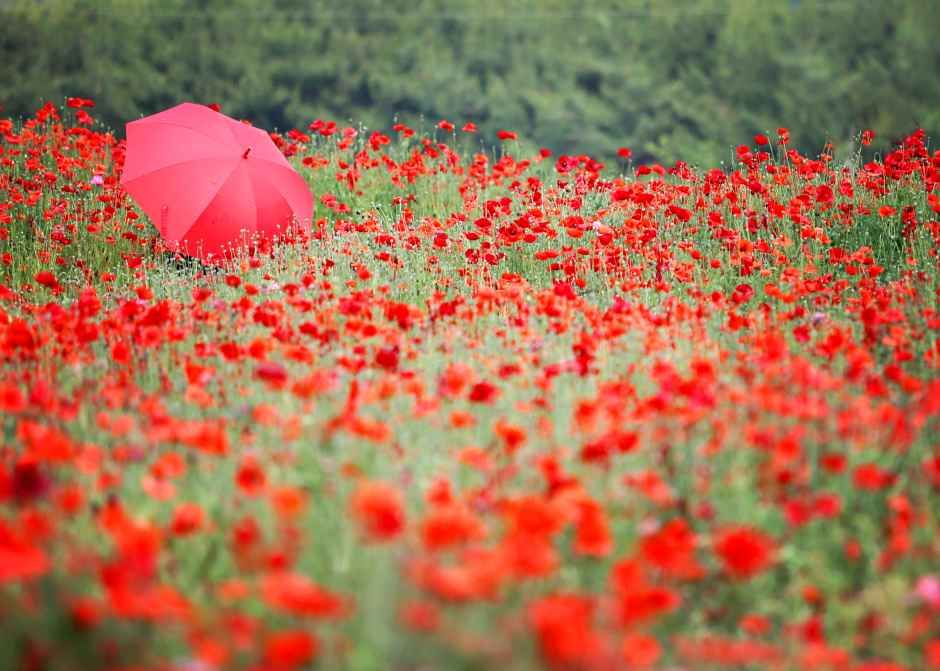 원주용수골꽃양귀비축제