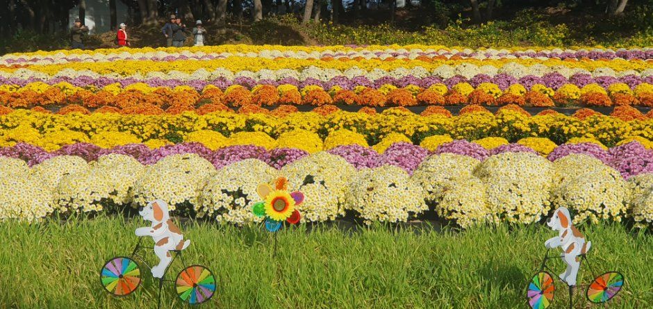 연천 국화축제 10