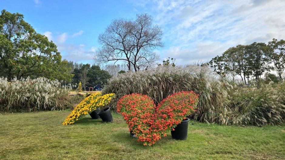 연천 국화축제 2