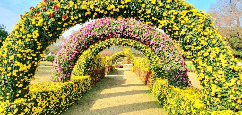 연천 국화축제 4