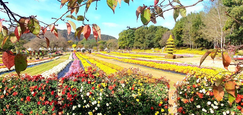 연천 국화축제 7