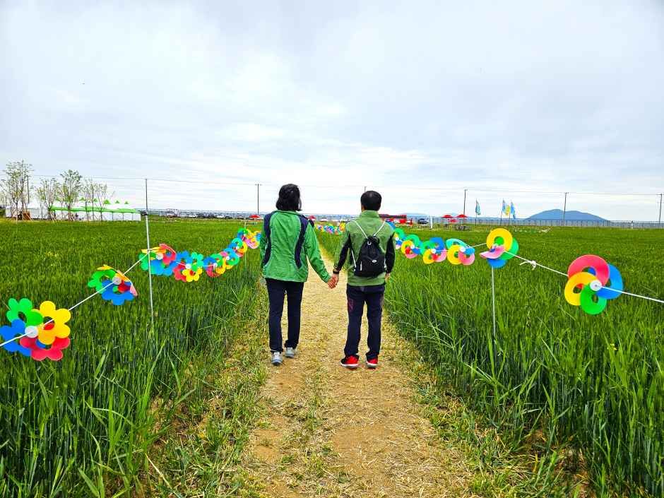 진봉새만금보리밭축제 2