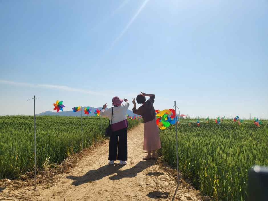 진봉새만금보리밭축제 5