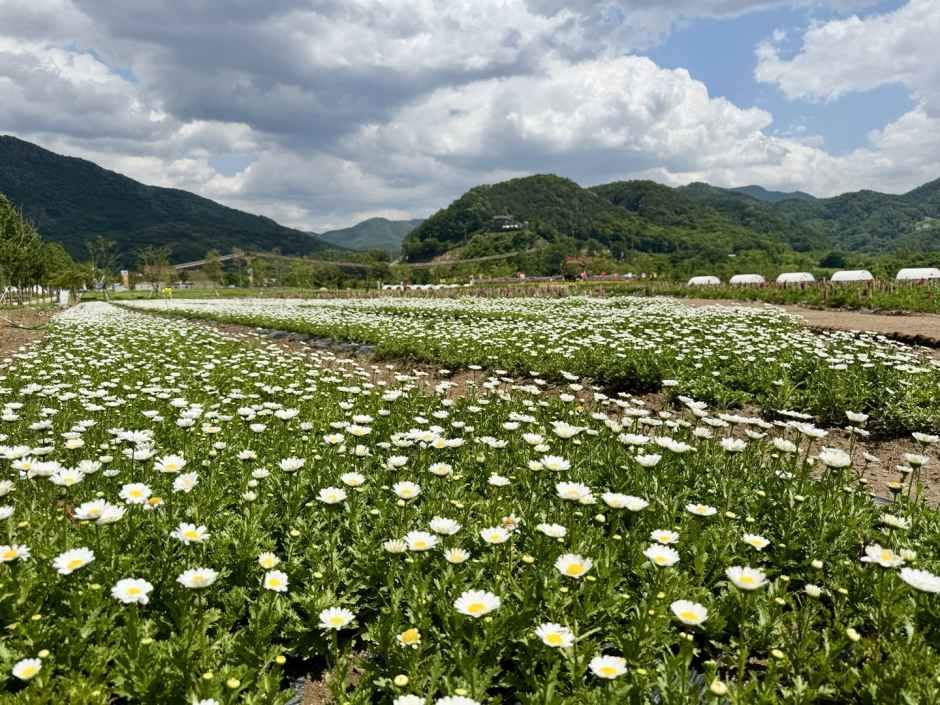 포천 한탄강 가든페스타 14