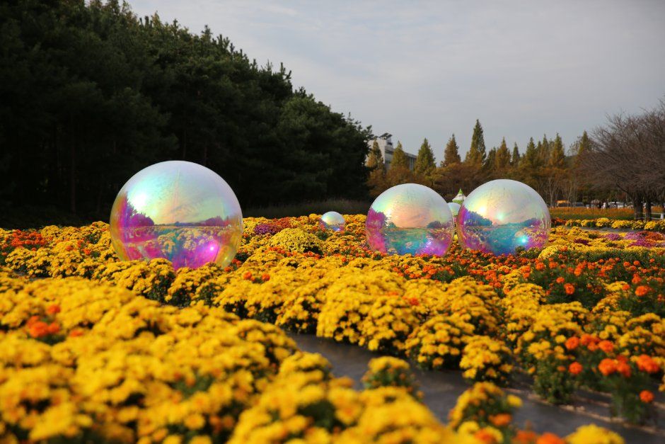 드림파크 국화축제 2