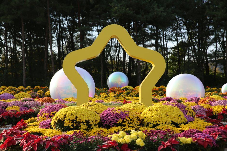 드림파크 국화축제 8