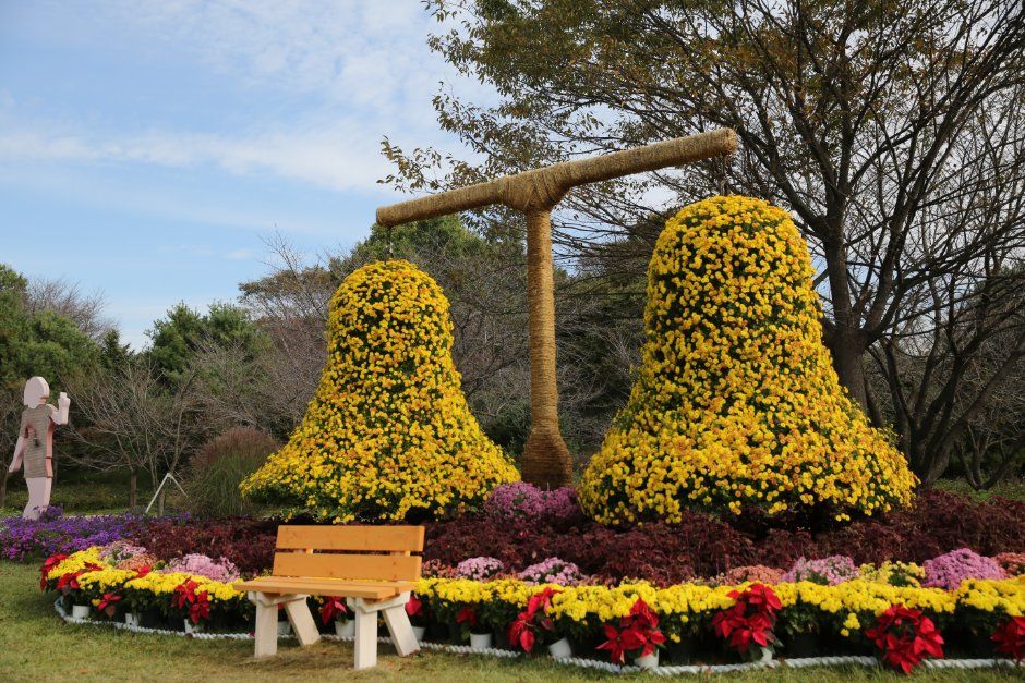 드림파크 국화축제 4