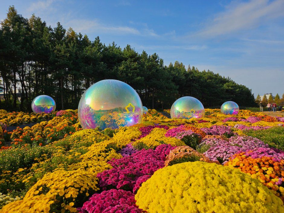 드림파크 국화축제 3