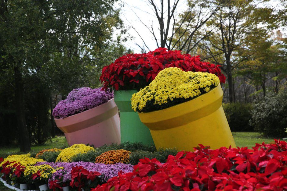 드림파크 국화축제 10