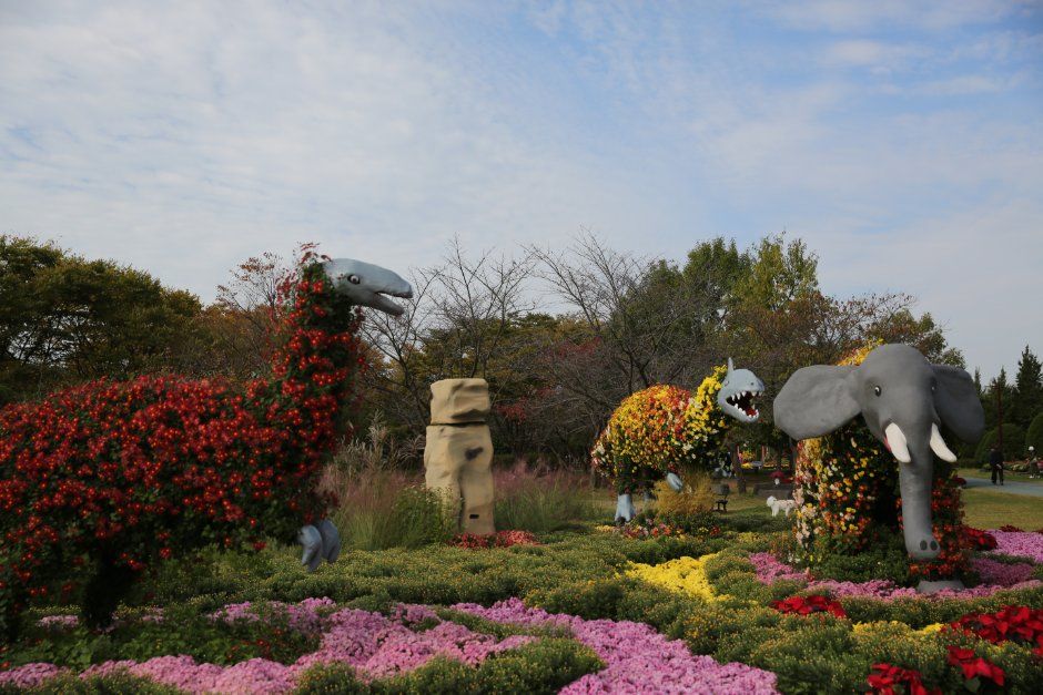 드림파크 국화축제 6