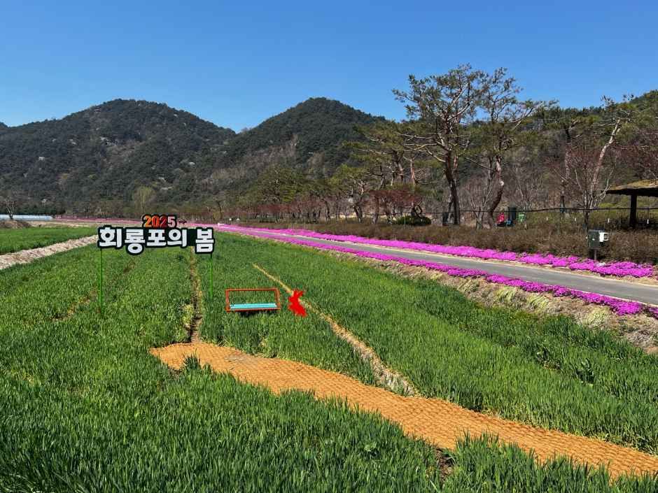 회룡포 봄나들이 축제 10