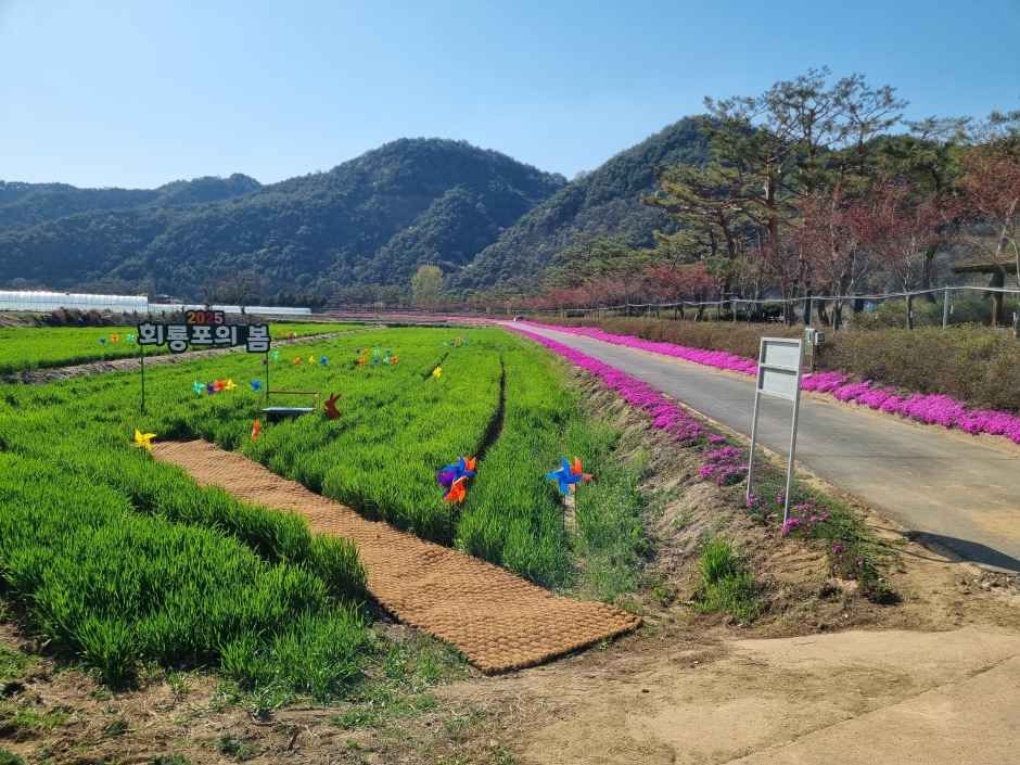 회룡포 봄나들이 축제 7