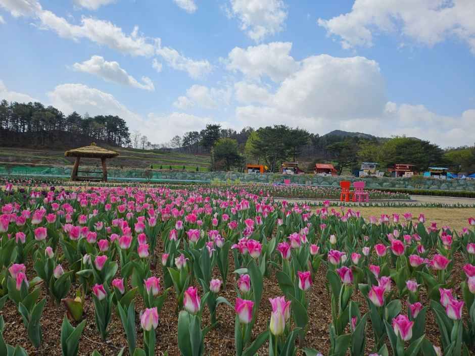 회룡포 봄나들이 축제 8