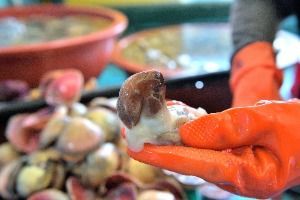 洪城南塘港トリガイ祭り 4