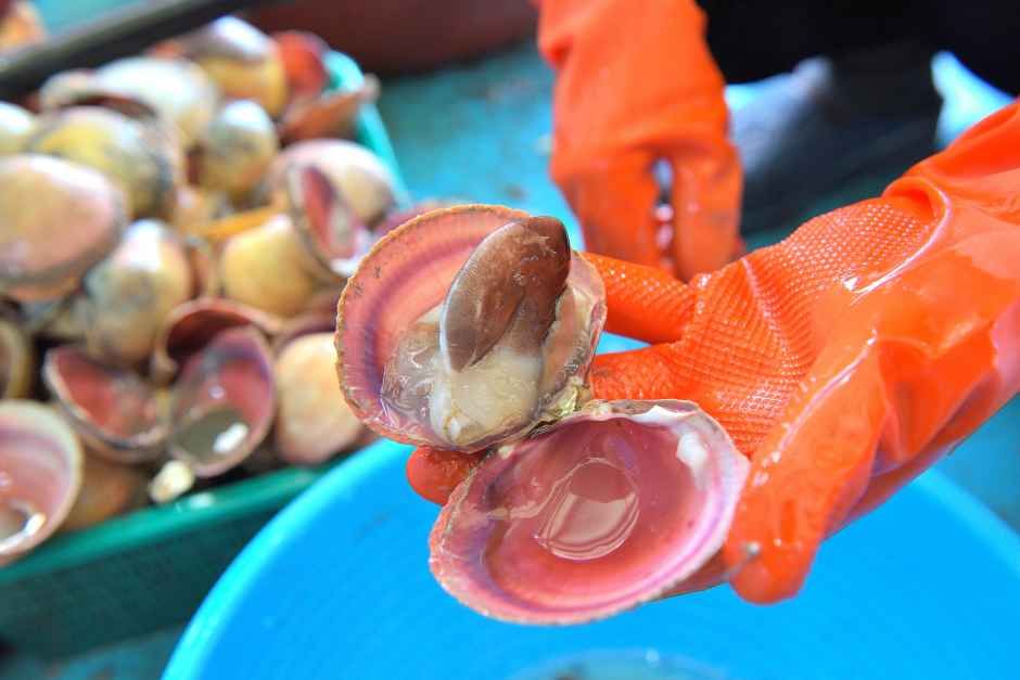 洪城南塘港トリガイ祭り 9