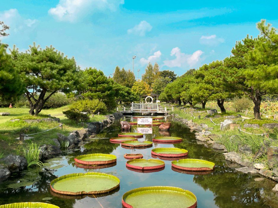 セミウォン睡蓮文化祭