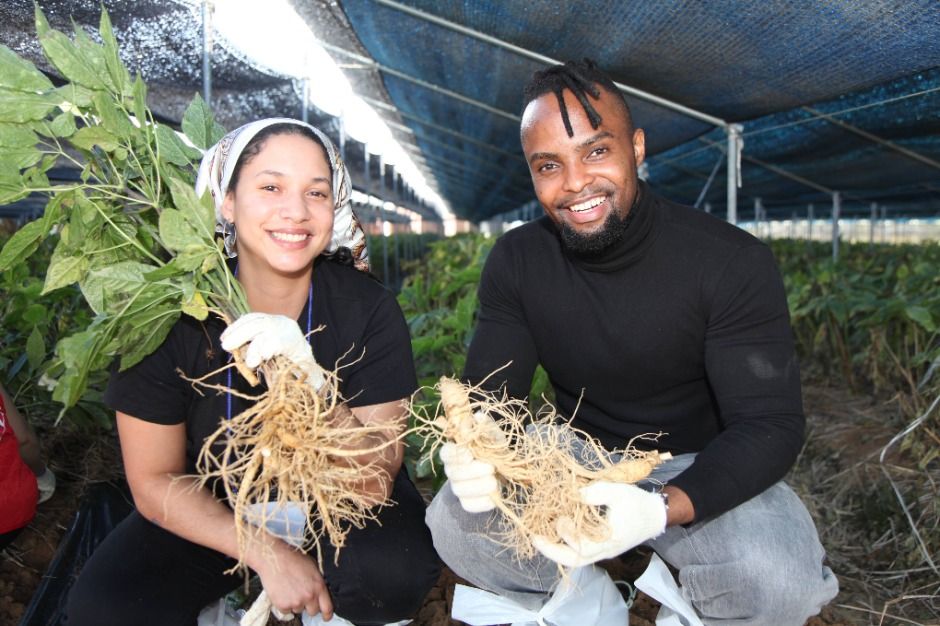 锦山世界人参节