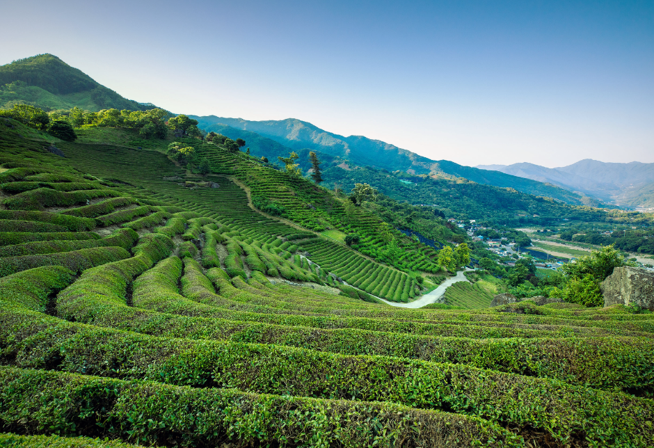 하동야생차문화축제