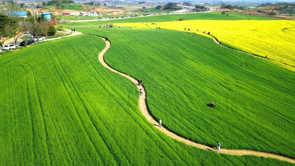 고창청보리밭 축제 8