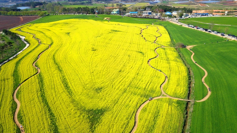 고창청보리밭 축제 7