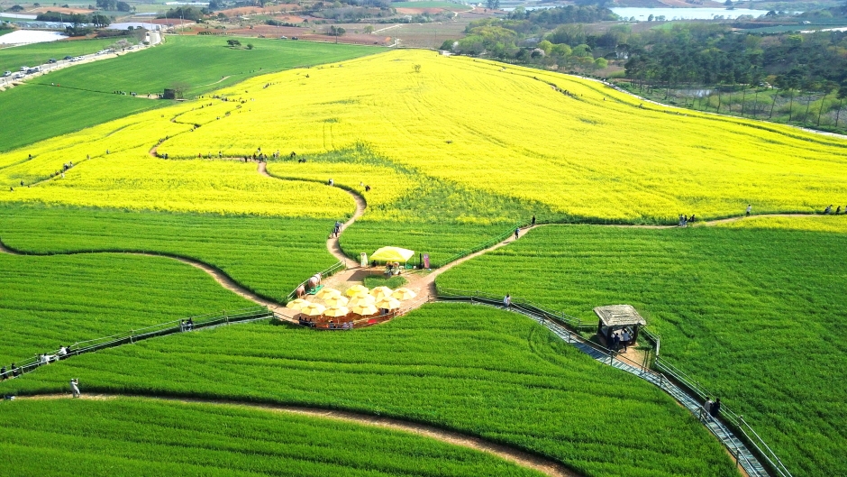 고창청보리밭 축제 6