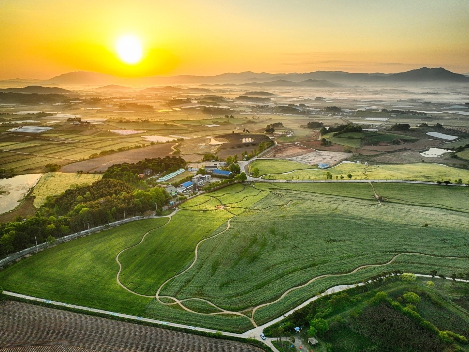 고창청보리밭 축제 1