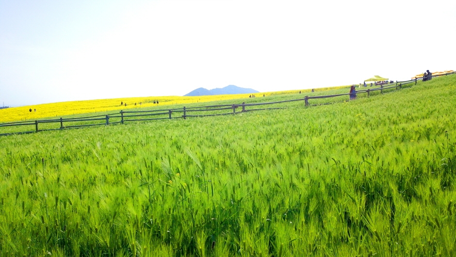 고창청보리밭 축제 9