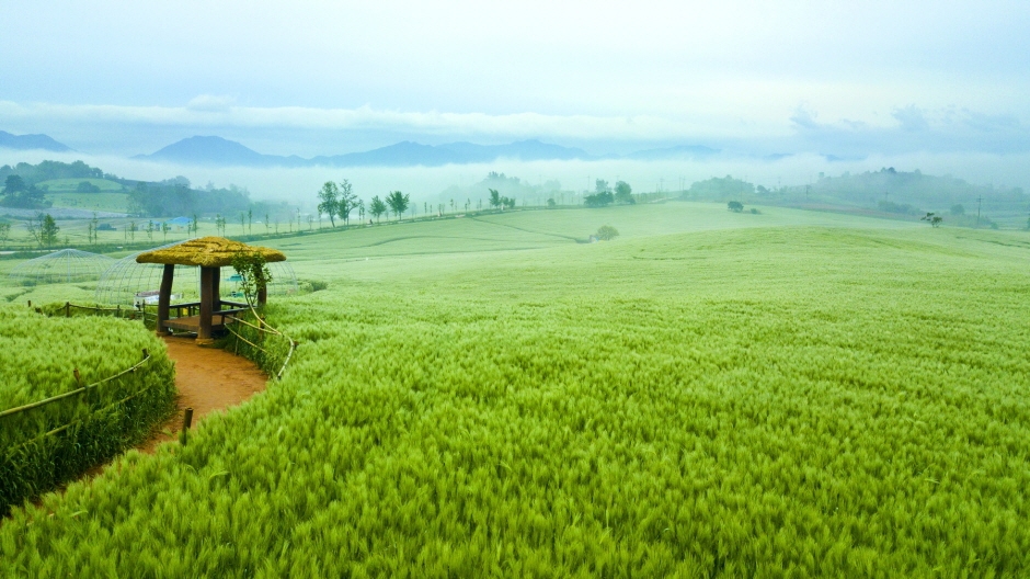 고창청보리밭 축제 10