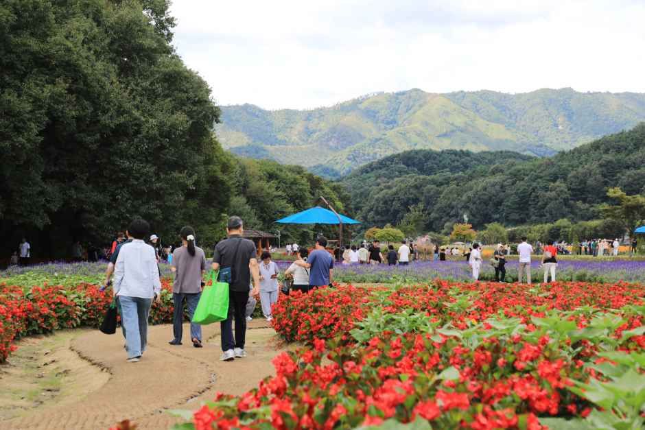 함양산삼축제 11