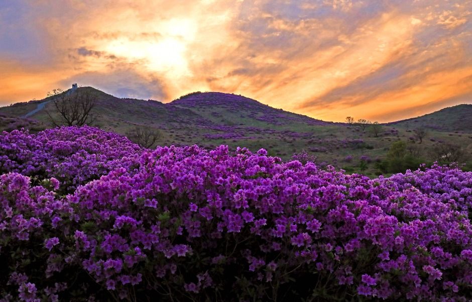 黄梅山杜鹃花节