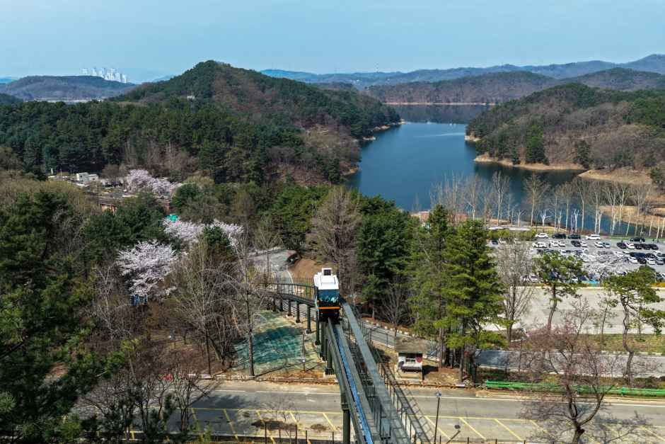 청남대 봄꽃축제 영춘제 7