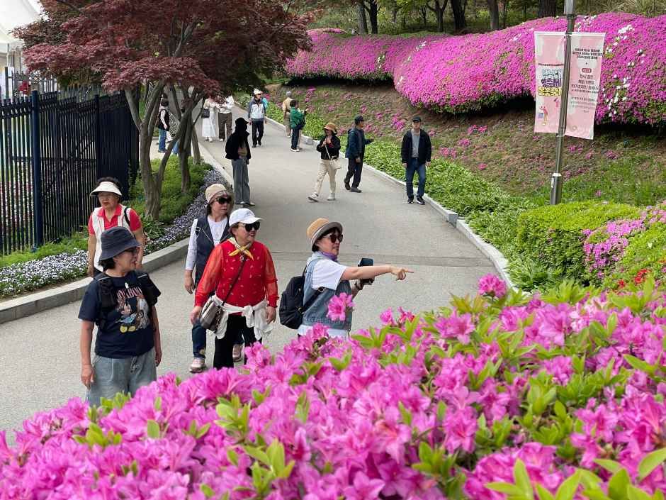 청남대 봄꽃축제 영춘제 13