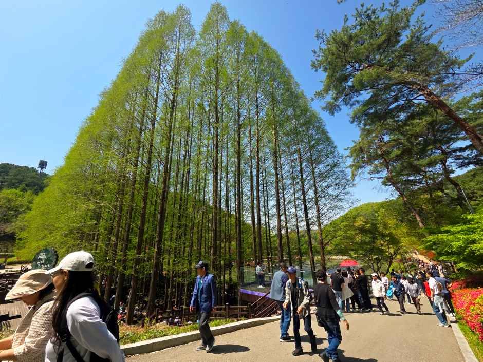 청남대 봄꽃축제 영춘제 1